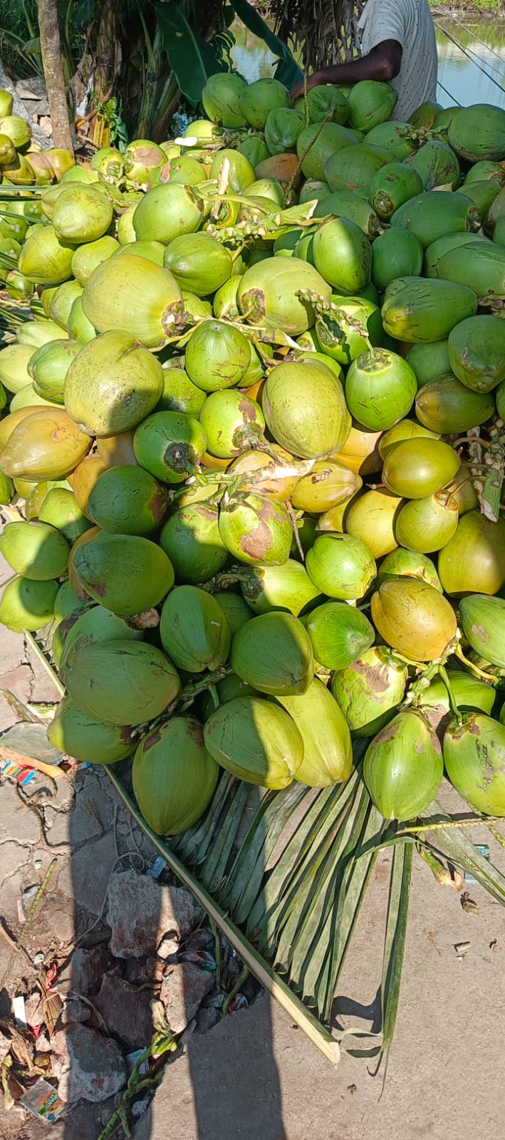 Tender Coconut